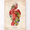 Back Muscles In Motion - Floral - Vintage -Codex Anatomicus Shop LPA722