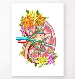 Kidney Anatomy II - Floral - White