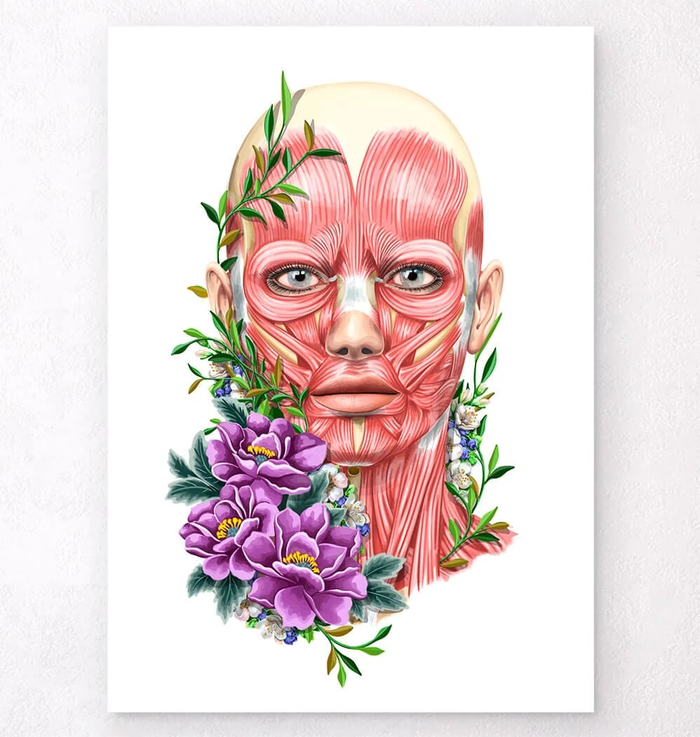 Facial Muscles Anatomy II - Floral - White 3 Facial Muscles Anatomy II - Floral - White