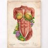 Female Torso Muscles - Floral - Vintage -Codex Anatomicus Shop LPA745