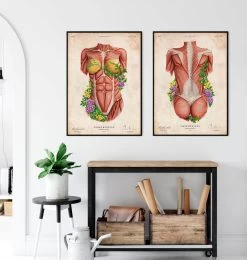 Female Torso Muscles - Floral - Vintage -Codex Anatomicus Shop LPA745 3