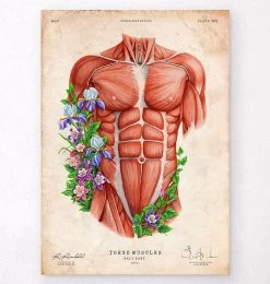 Male Torso Muscles - Floral - Vintage
