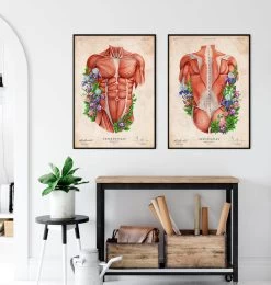 Male Torso Muscles - Floral - Vintage -Codex Anatomicus Shop LPA747 3