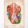 Male Back Muscles - Floral - Vintage 2 Male Back Muscles - Floral - Vintage -Codex Anatomicus Shop LPA748