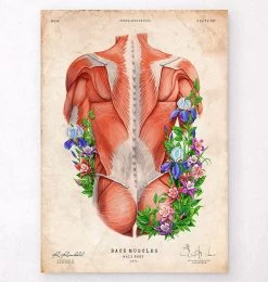 Male Back Muscles - Floral - Vintage