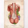 Female Back Muscles - Floral - Vintage