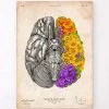 Anatomical Brain - Floral - Vintage -Codex Anatomicus Shop LPA750