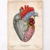 Anatomical Heart - Floral - Vintage 1 Anatomical Heart - Floral - Vintage -Codex Anatomicus Shop LPA752
