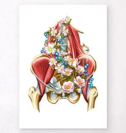 Iliacus And Psoas Muscles - Floral - White