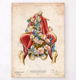 Iliacus And Psoas Muscles - Floral - Vintage