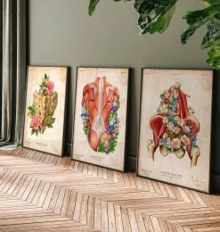 Iliacus And Psoas Muscles - Floral - Vintage -Codex Anatomicus Shop LPA758 3