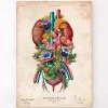 Urinary System - Floral - Vintage -Codex Anatomicus Shop LPA762