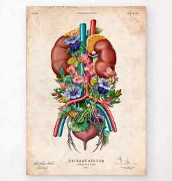 Urinary System - Floral - Vintage