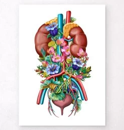 Urinary System - Floral - White