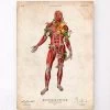 Muscular System, Front - Floral - Vintage -Codex Anatomicus Shop LPA765