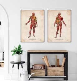 Muscular System, Front - Floral - Vintage -Codex Anatomicus Shop LPA765 3