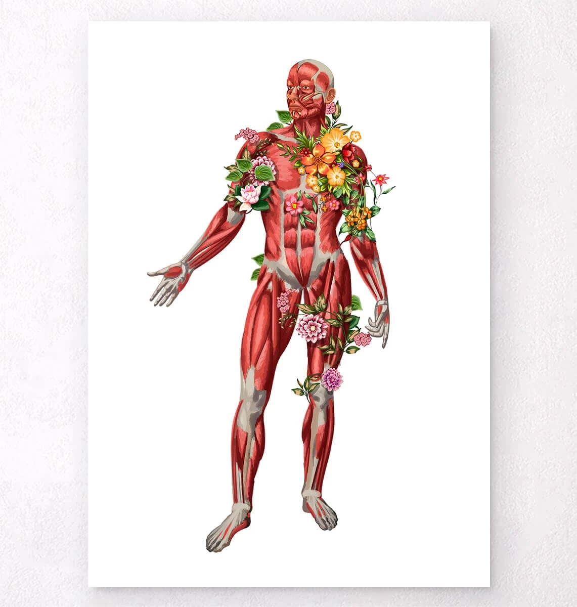 Muscular System, Front - Floral - White 3 Muscular System, Front - Floral - White