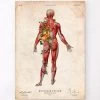Muscular System, Back - Floral - Vintage