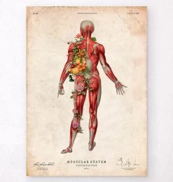 Muscular System, Back - Floral - Vintage