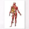 Muscular System, Back - Floral - White 1 Muscular System, Back - Floral - White -Codex Anatomicus Shop LPA769