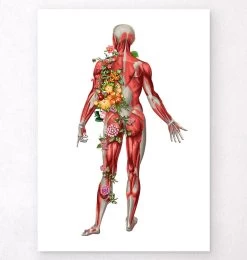 Muscular System, Back - Floral - White