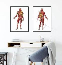 Muscular System, Back - Floral - White 7 Muscular System, Back - Floral - White -Codex Anatomicus Shop LPA769 3