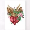 Prostate Anatomy - Floral - White