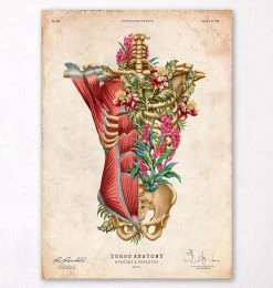 Torso Muscles & Bones - Floral - Vintage