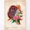 Placenta Anatomy - Floral - Vintage