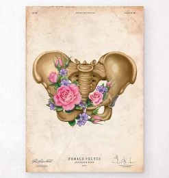 Female Pelvis Anatomy - Floral - Vintage