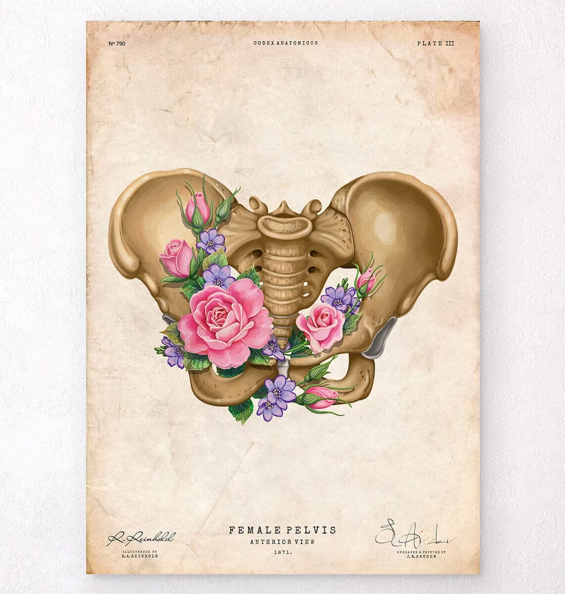 Female Pelvis Anatomy - Floral - Vintage 3 Female Pelvis Anatomy - Floral - Vintage