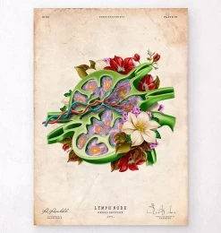 Lymph Node Anatomy - Floral - Vintage