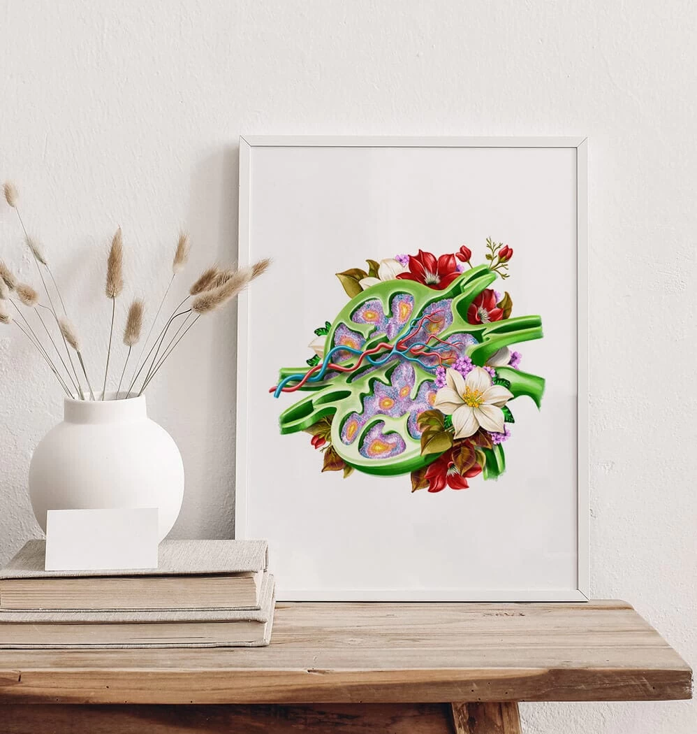 Lymph Node Anatomy - Floral - White 4 Lymph Node Anatomy - Floral - White - Image 2