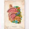 Nasal Cavity - Floral - Vintage -Codex Anatomicus Shop LPA796
