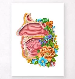 Nasal Cavity - Floral - White