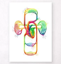 Cardiovascular System - Watercolor Splash