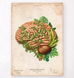 Brain Anatomy IV - Floral - Vintage