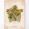 Intercostal Nerves - Floral - Vintage -Codex Anatomicus Shop LPA818