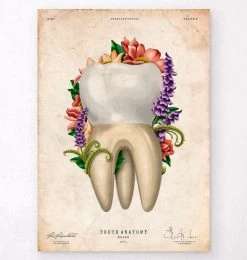 Tooth Anatomy IV - Floral - Vintage