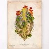 Sacral Nerves - Floral - Vintage -Codex Anatomicus Shop LPA827