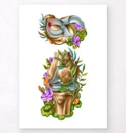 Meniscus Tear Anatomy - Floral - White