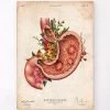Gastric Ulcers - Floral - Vintage