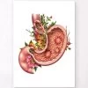 Gastric Ulcers - Floral - White 2 Gastric Ulcers - Floral - White -Codex Anatomicus Shop LPA861
