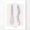 Spine Anatomy - Line Art -Codex Anatomicus Shop MN011