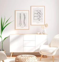 Spine Anatomy - Line Art 7 Spine Anatomy - Line Art -Codex Anatomicus Shop MN011 2