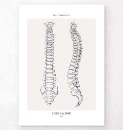 Spine Anatomy - Line Art