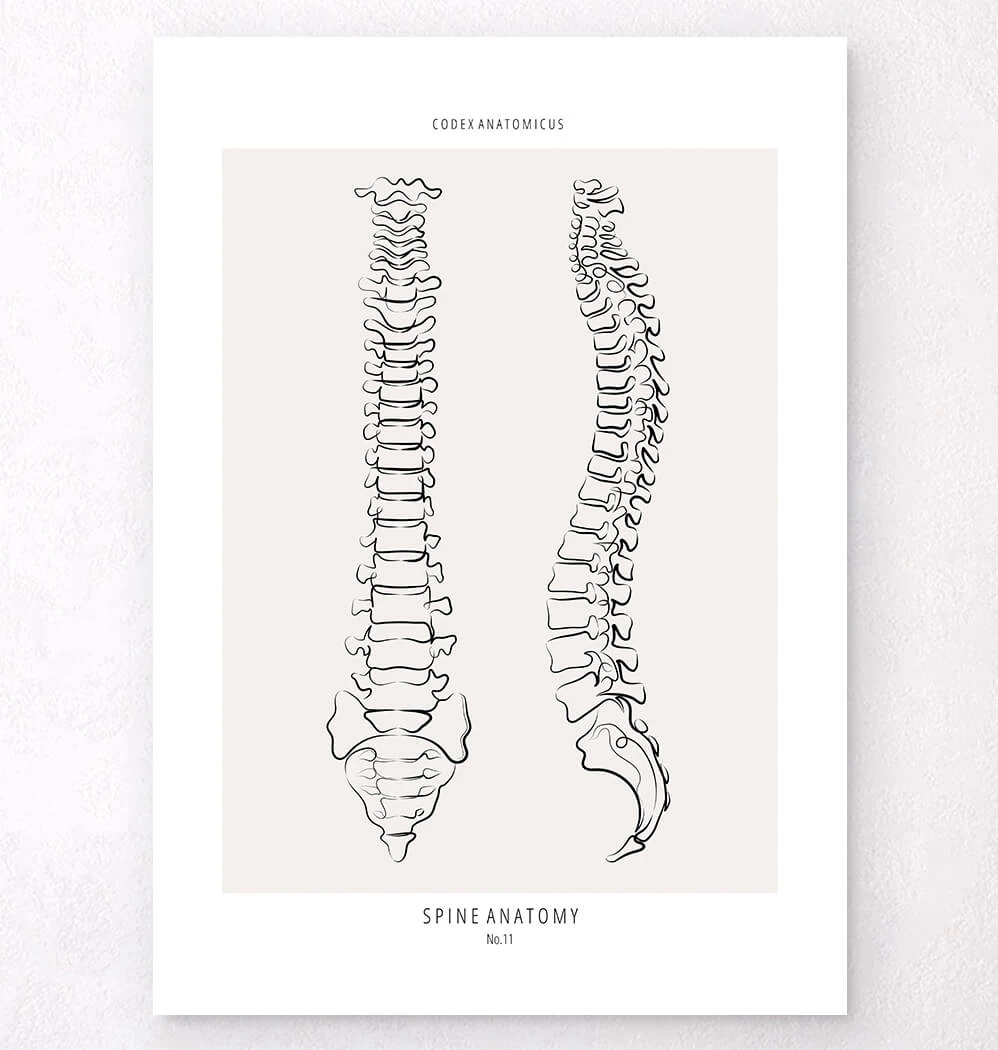 Spine Anatomy - Line Art 3 Spine Anatomy - Line Art