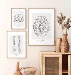 Brain Anatomy - Line Art -Codex Anatomicus Shop MN014 2