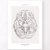 Brain Anatomy - Line Art -Codex Anatomicus Shop MN014 36690d83 125e 4233 bfe0 40a6438450da