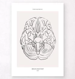 Brain Anatomy - Line Art
